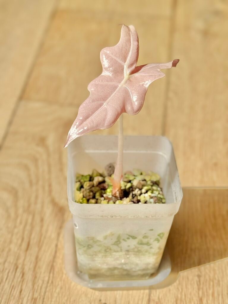 Comment bouturer les alocasias
