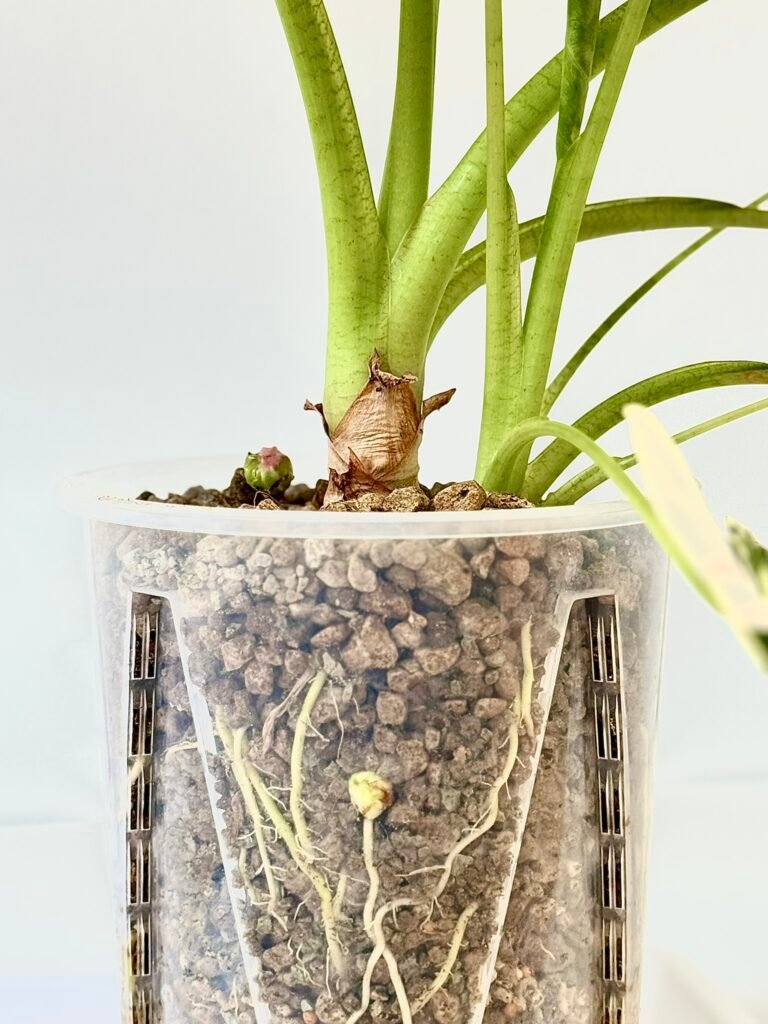 Comment récupérer les cormes ou bulbilles d'alocasia