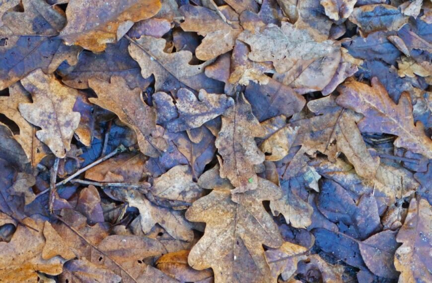 4 façons d&rsquo;utiliser les feuilles mortes au jardin