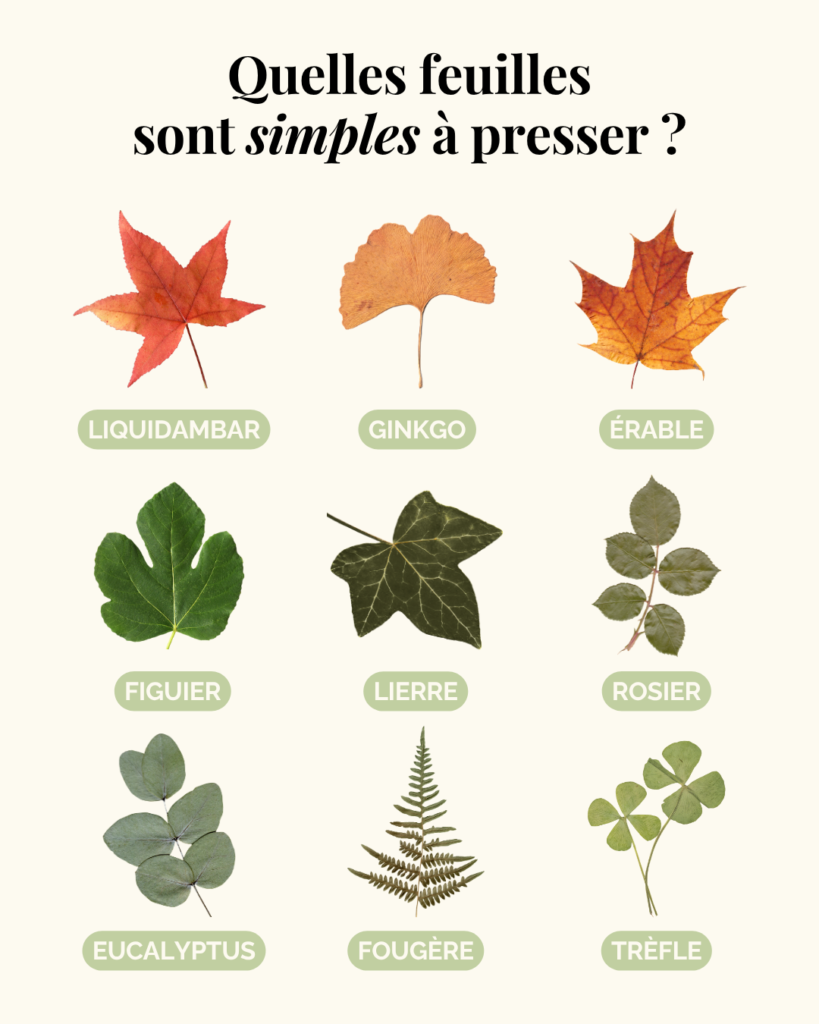 Feuilles ou feuillage les plus faciles à presser chez soi
