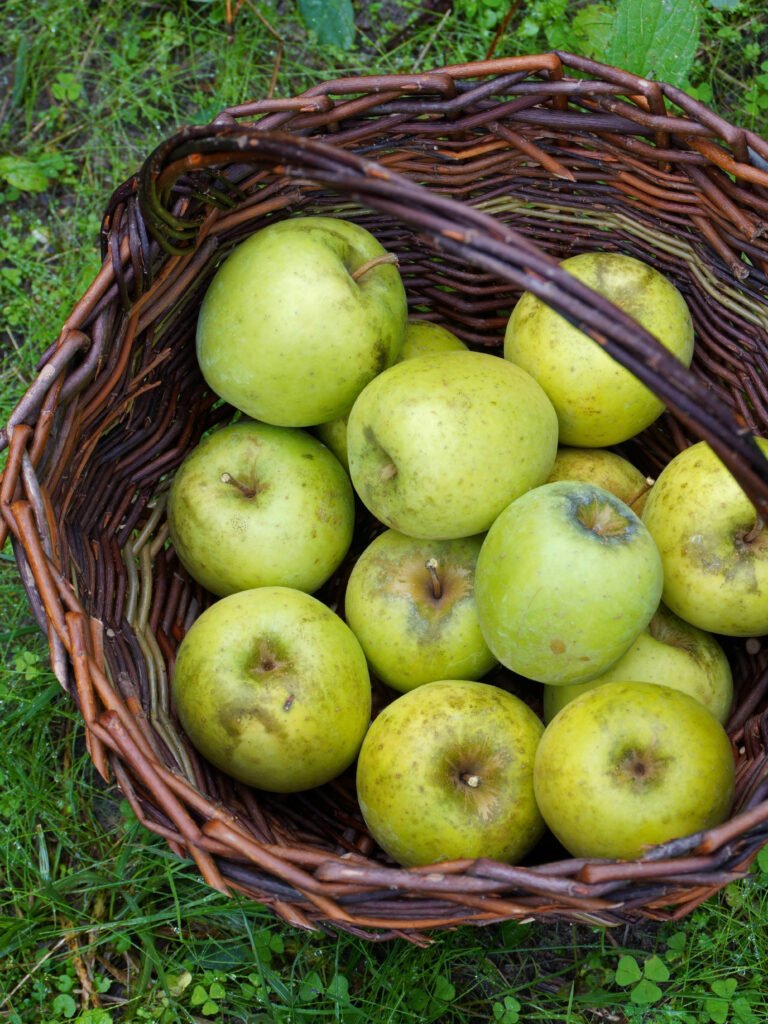 Quels arbres fruitiers planter en automne
