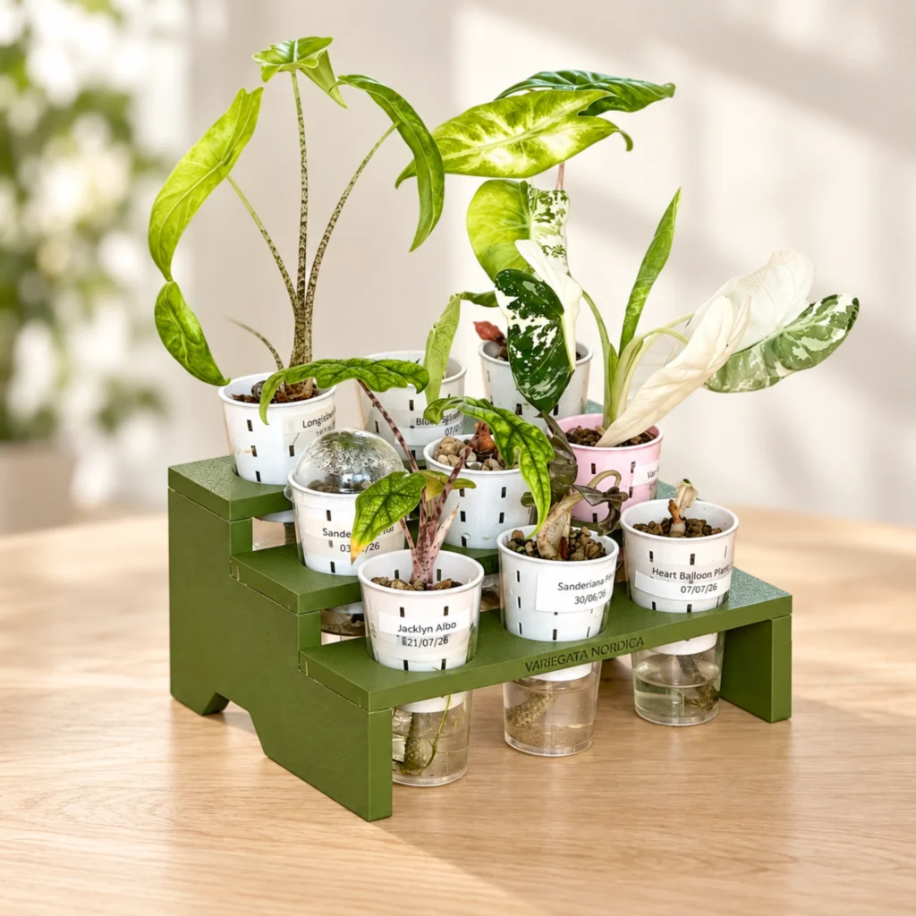 Présentoir à plantes