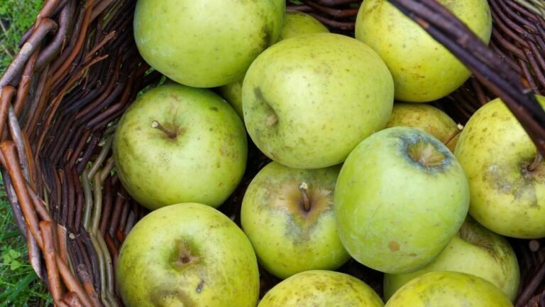 Que faire au jardin en automne ? 4 gestes indispensables avant l&rsquo;hiver