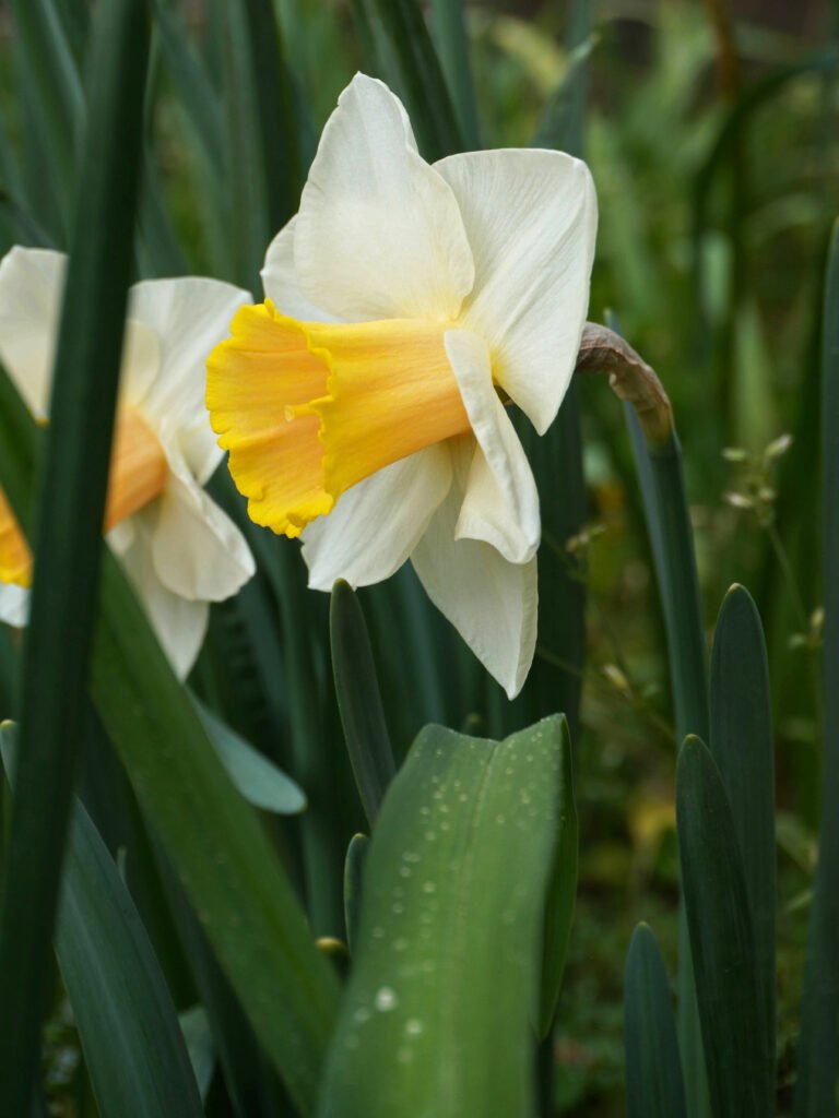 Quels bulbes de fleurs planter en automne