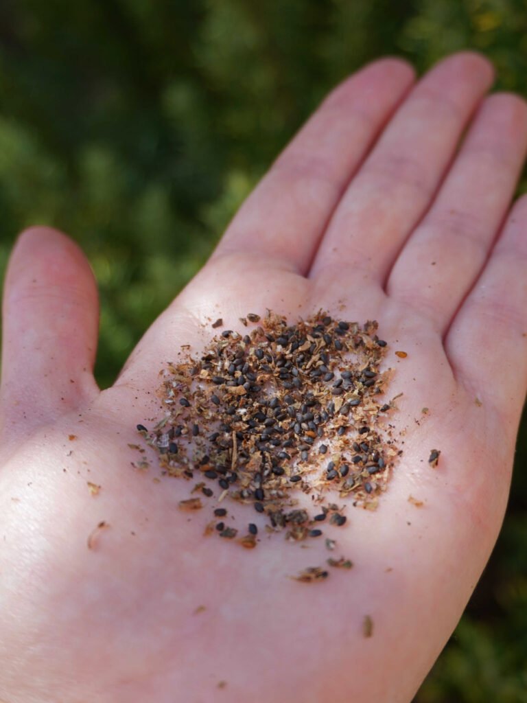 Récolter les graines en automne