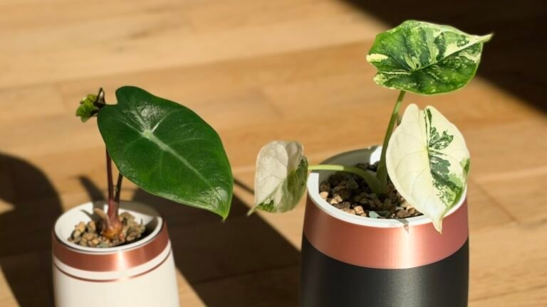 Comment multiplier les Alocasia